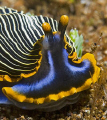 Armina sp. flatworm from Dauin, Philippines. 